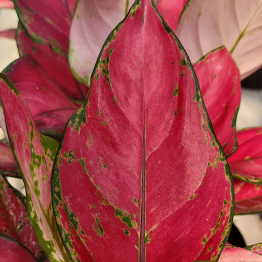 Aglaonema 'Rich Red'