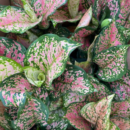 Aglaonema 'Ruby Ray'