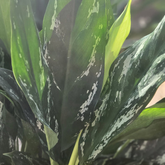 Aglaonema 'Shades'