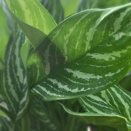 Aglaonema 'Stripes'