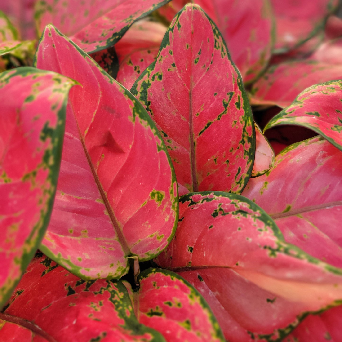 Aglaonema 'Very Red'