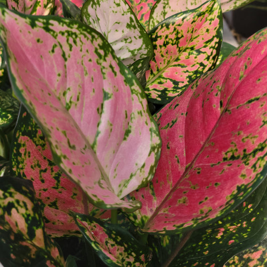 Aglaonema 'Wishes'