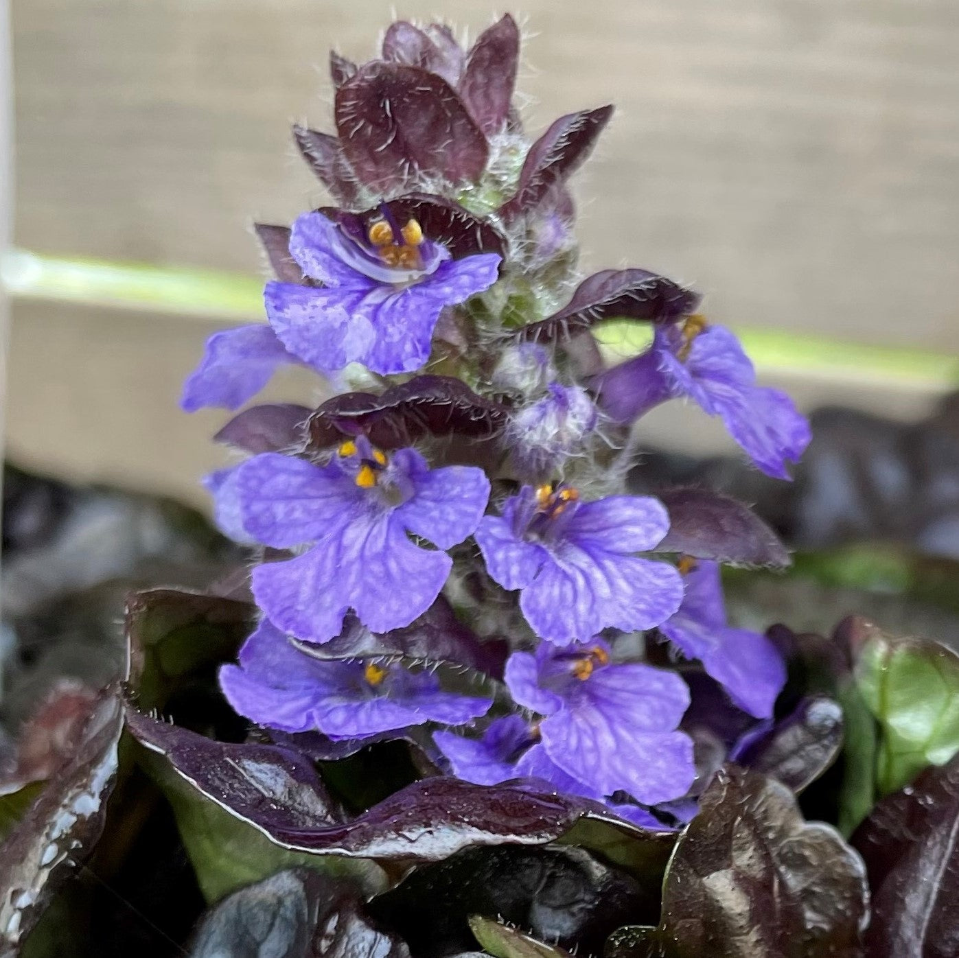 Bugleweed
