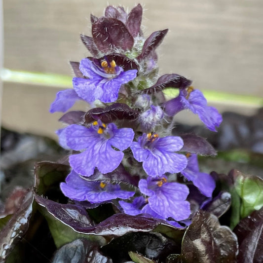 Bugleweed