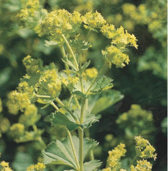 Lady's Mantle 'Thriller'