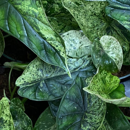Alocasia 'Dragonscale'
