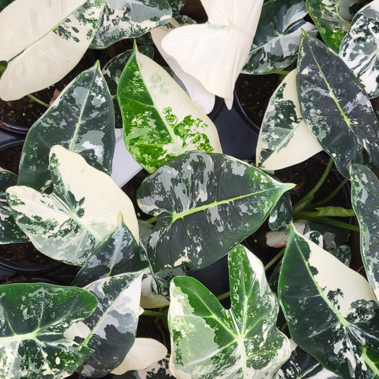 Alocasia 'Frydek'
