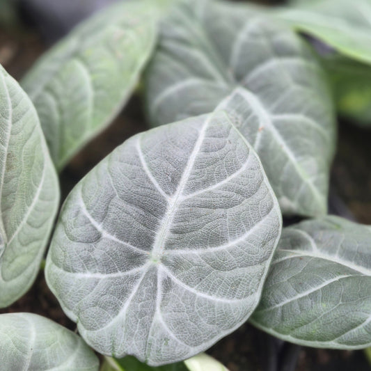 Alocasia 'Grey Dragon'