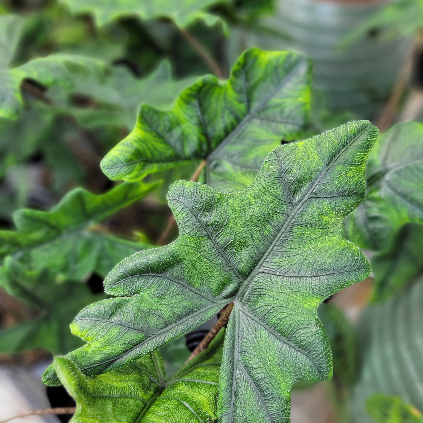 Alocasia 'Jacklyn'