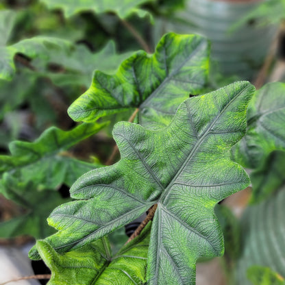 Alocasia 'Jacklyn'