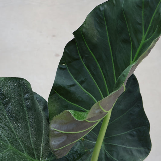 Alocasia 'Regal Shields'
