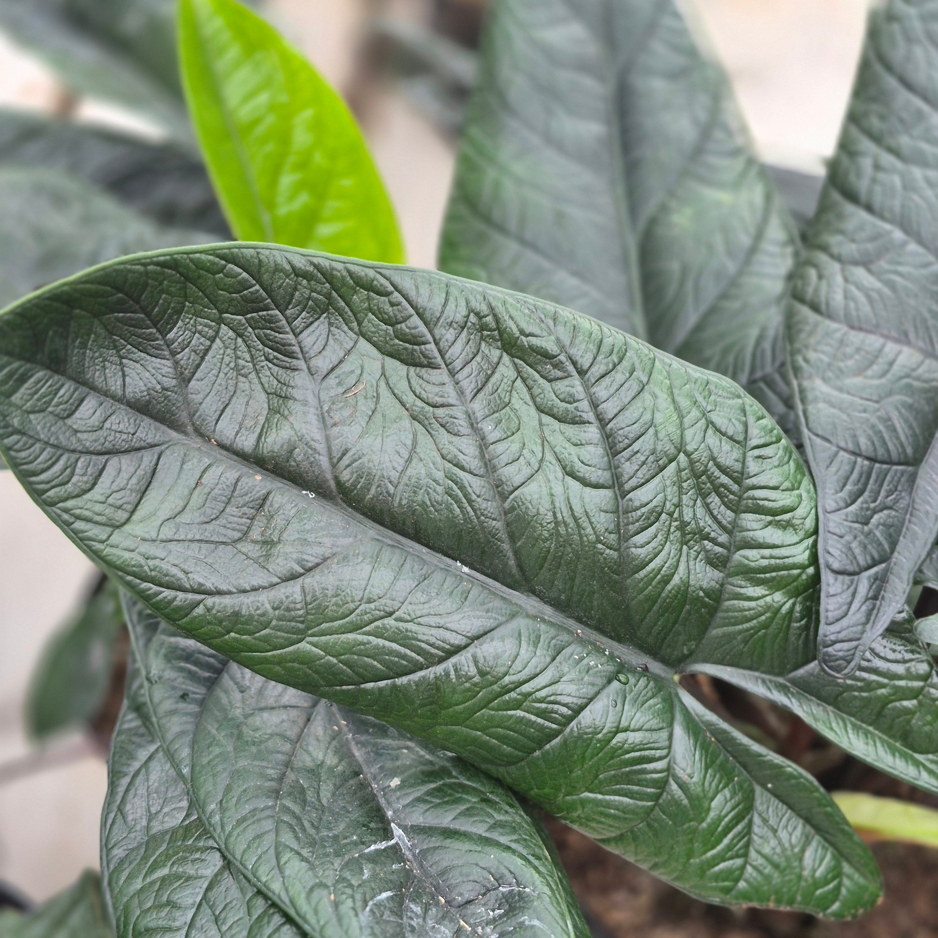 Alocasia scalprum