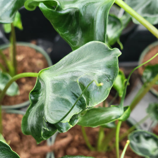 Alocasia Teletubby