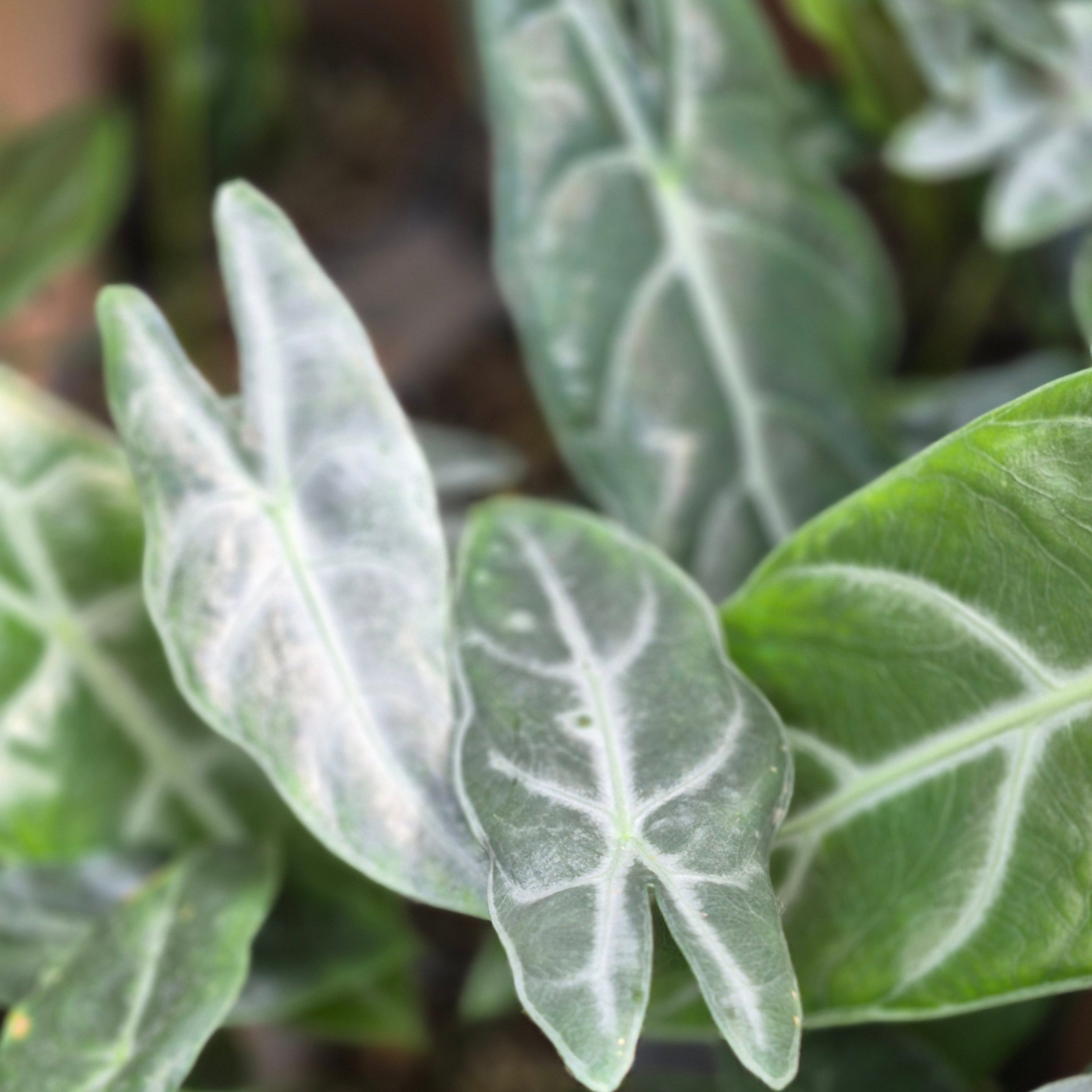 Alocasia Longiloba Silver