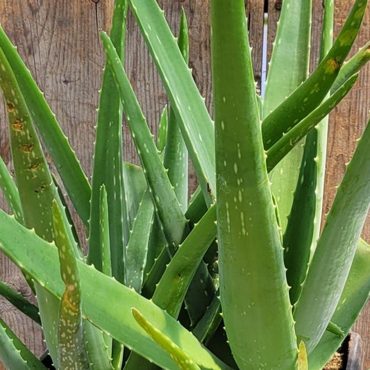 Aloe 'Miller'