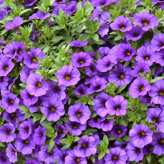Calibrachoa