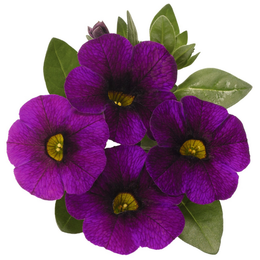 Calibrachoa 'Aloha'