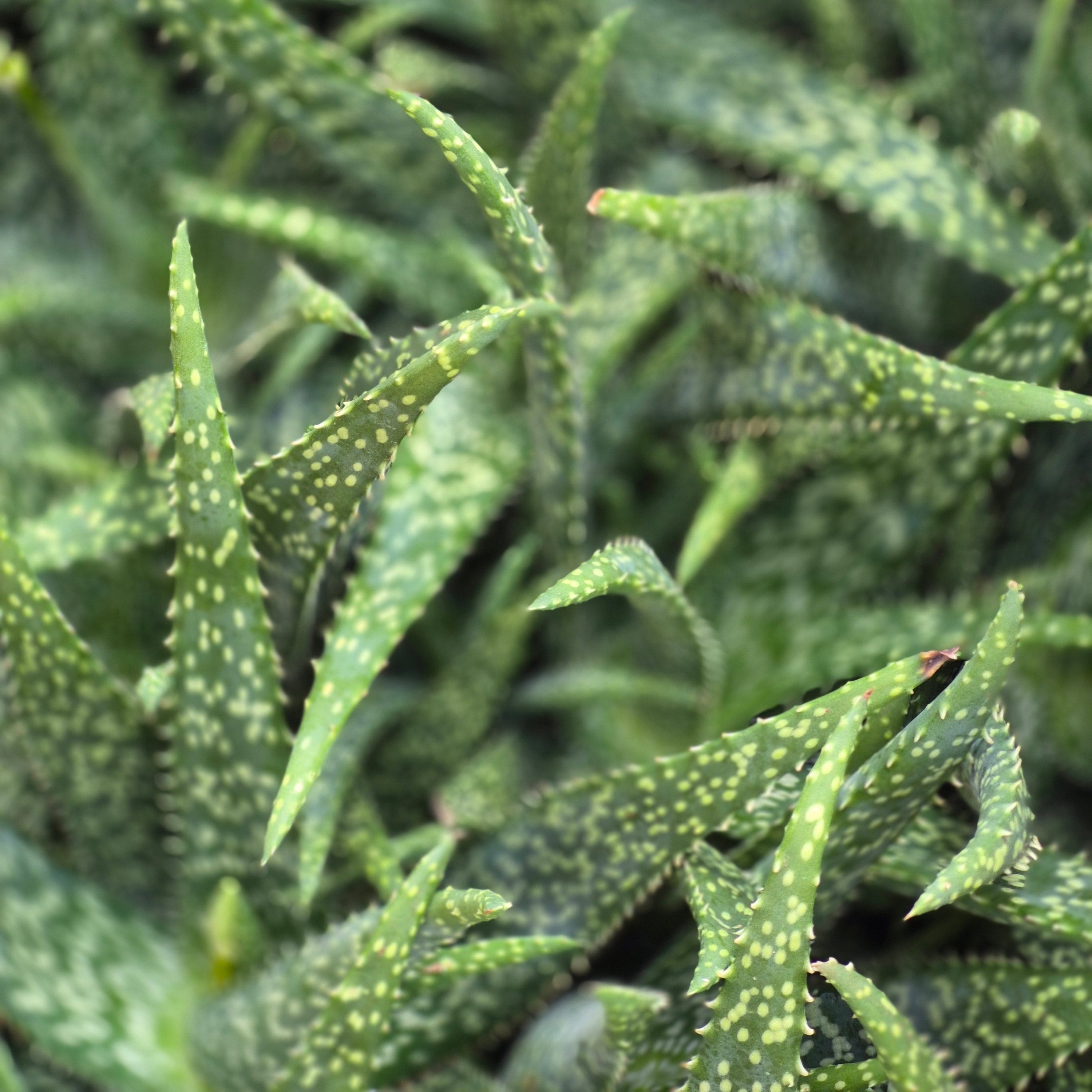 Aloe Vera 'Tropical Dots'