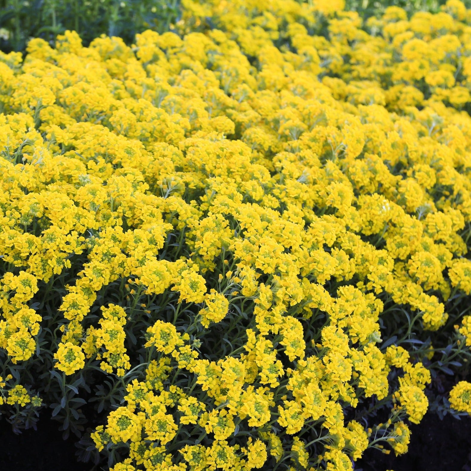 Mountain Alyssum