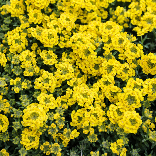 Alyssum 'Golden Spring'