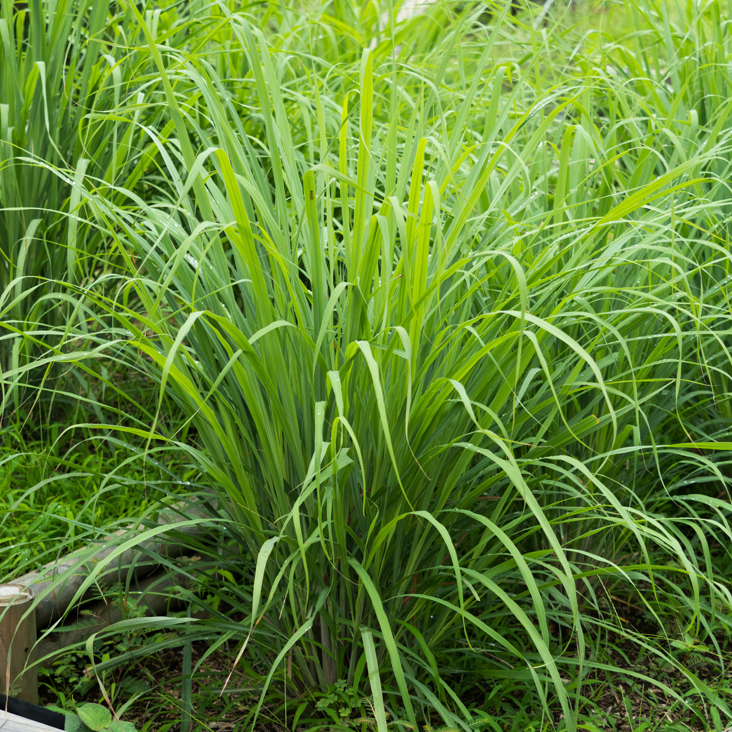 Lemongrass