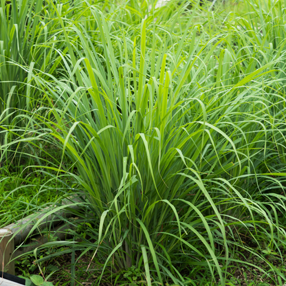 Lemongrass
