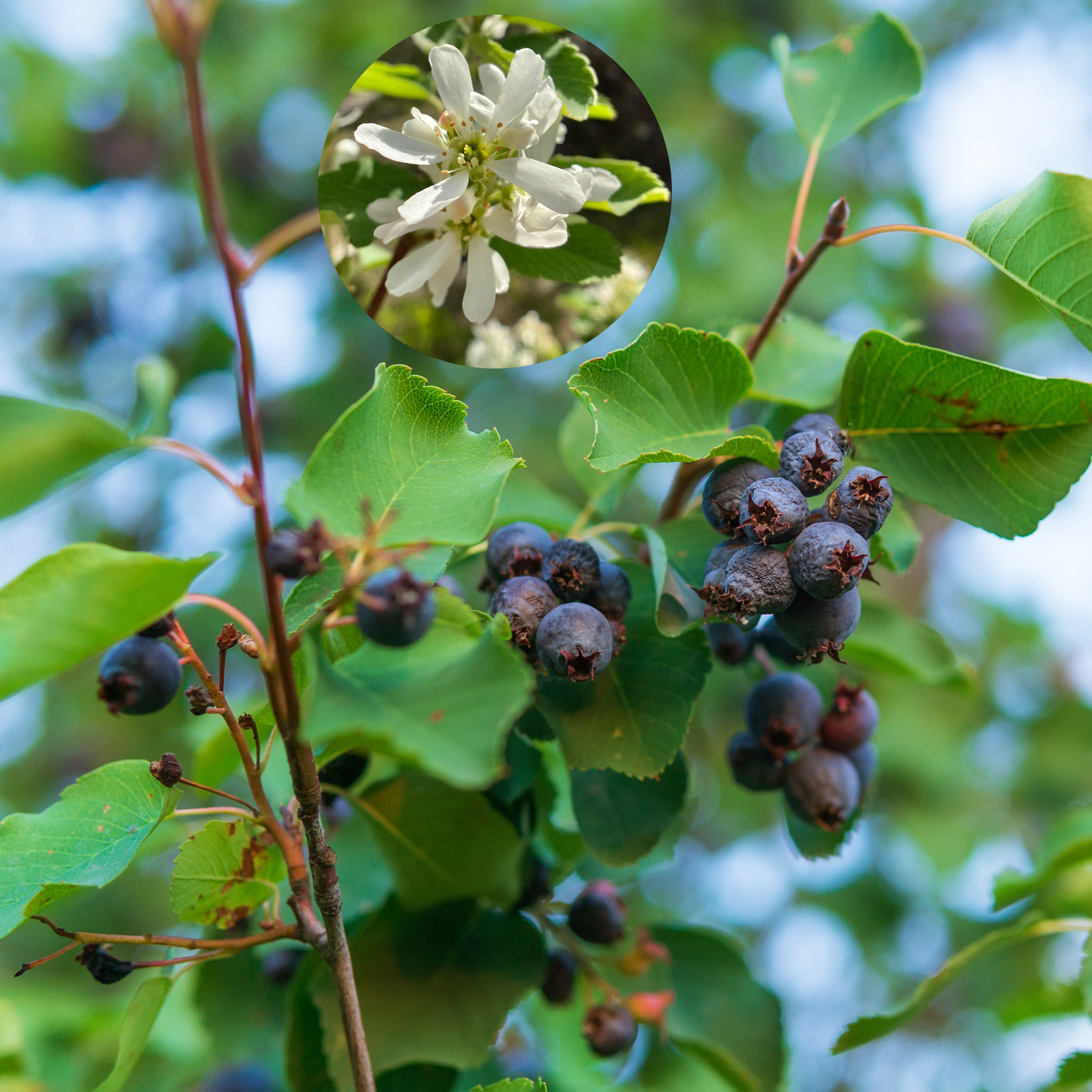Saskatoon Serviceberry 'Regent'