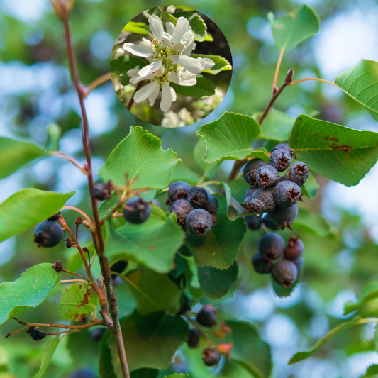 Saskatoon Serviceberry 'Regent'