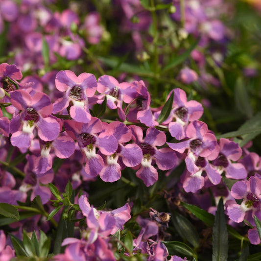 Angelonia 'AngelMist' Spreading