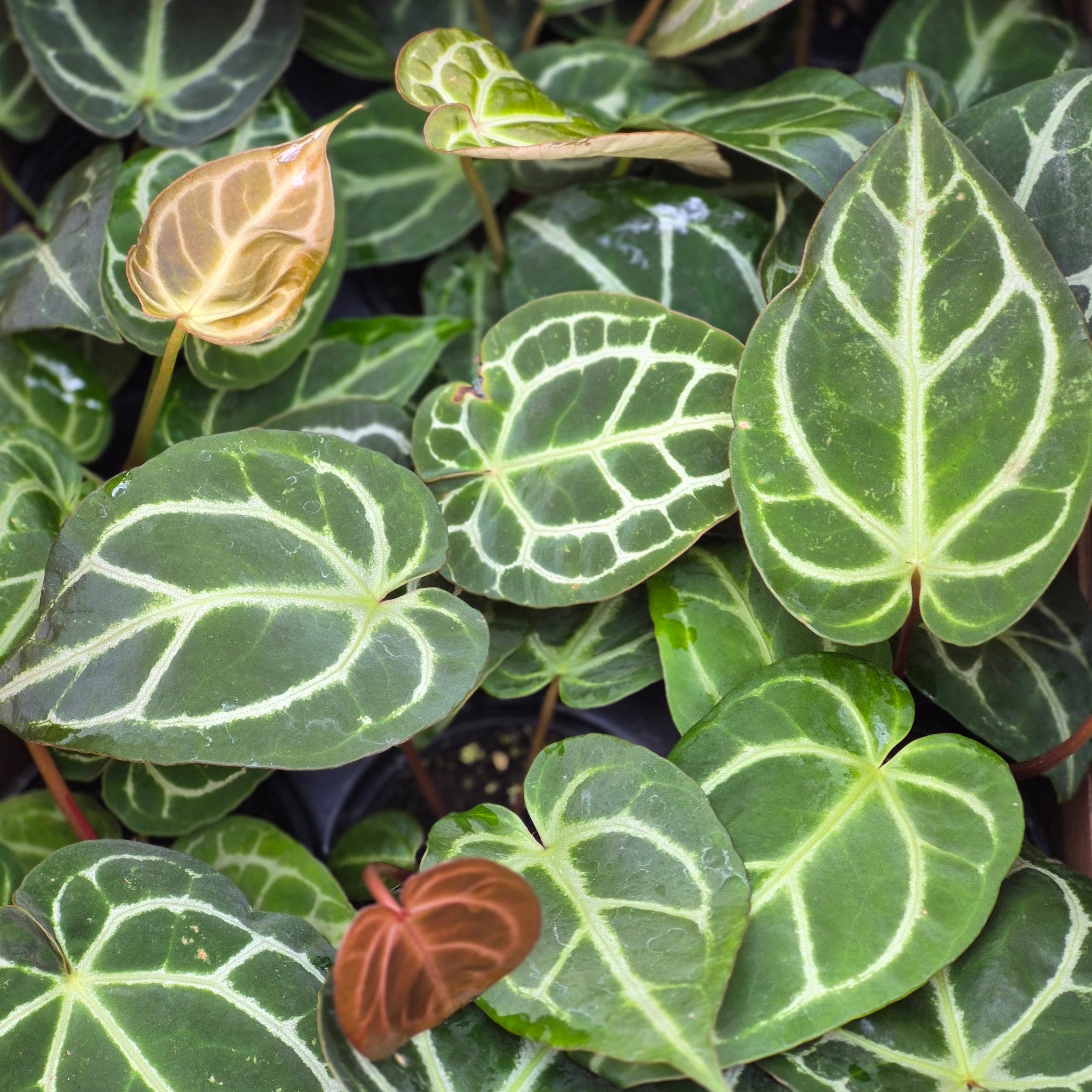 Anthurium 'Crystallinum Red'