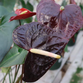 Anthurium andreanum