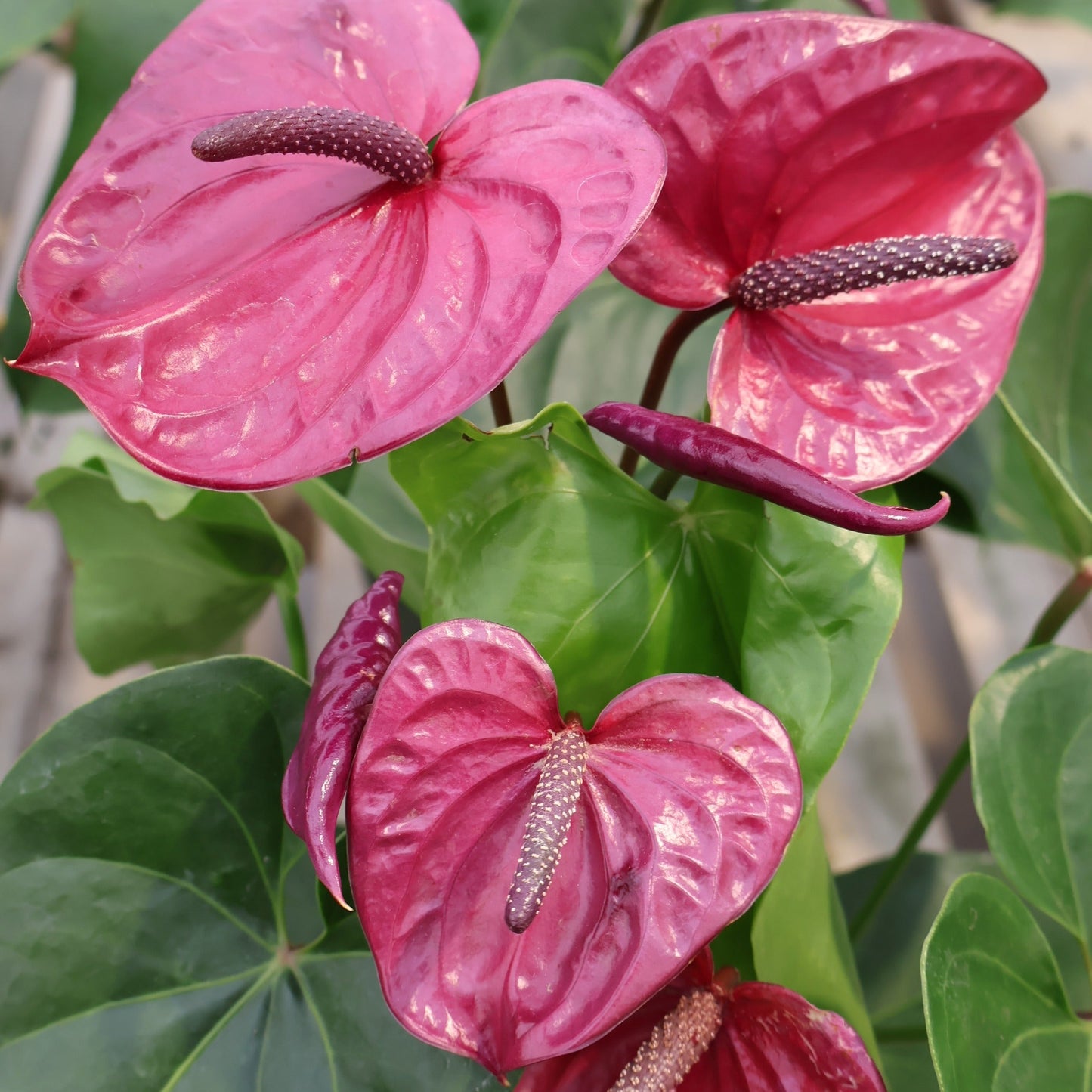 Anthurium andreanum