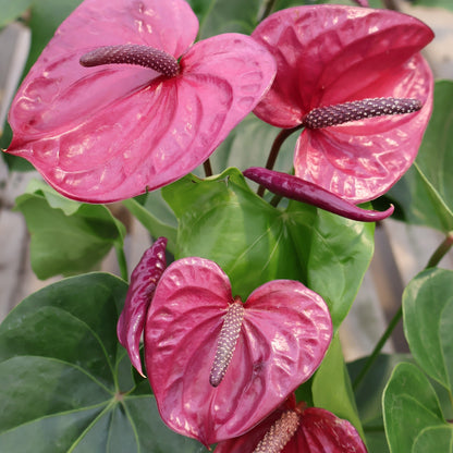 Anthurium andreanum