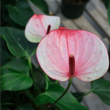 Anthurium andreanum