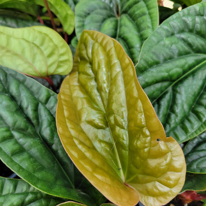 Anthurium radicans x luxurians