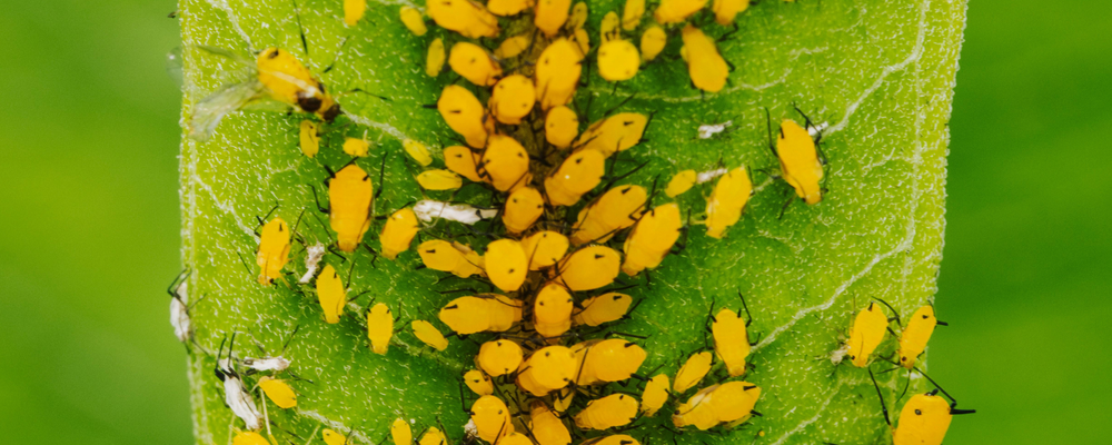 Aphids