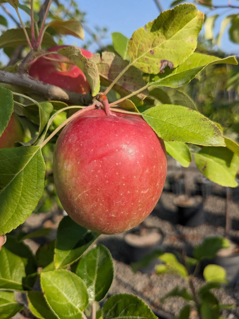Fruit Profile