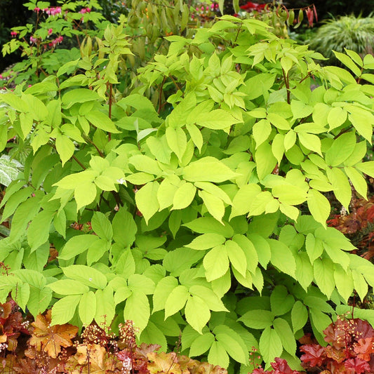 Aralia 'Sun King'