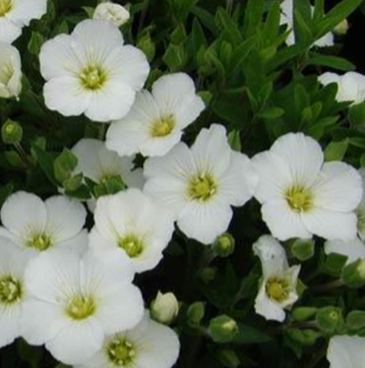 Mountain Sandwort