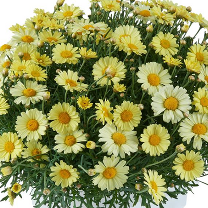 Argyranthemum Marguerite Daisy 'Lollies' Series