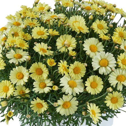 Argyranthemum Marguerite Daisy 'Lollies' Series