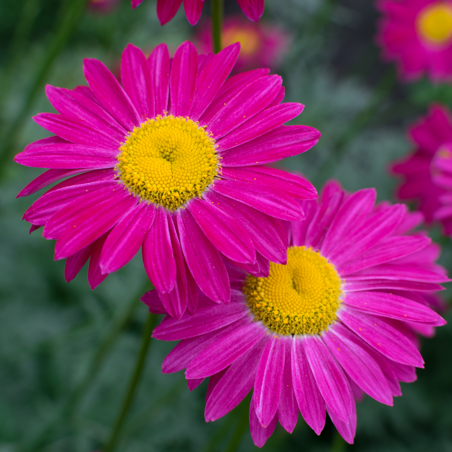 Argyranthemum Marguerite Daisy 'Comet'