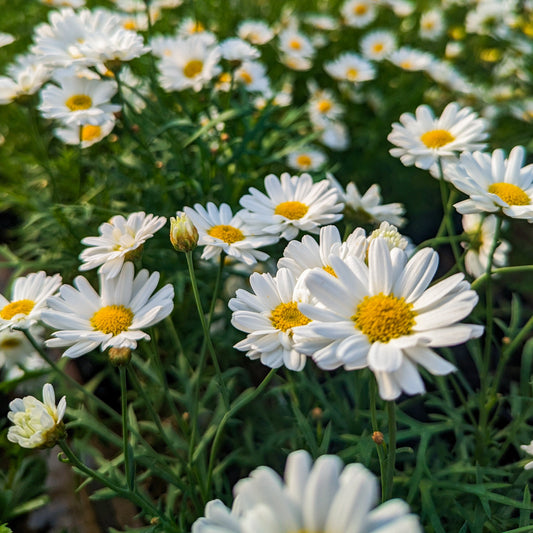 Argyranthemum Marguerite Daisy 'Mocha'
