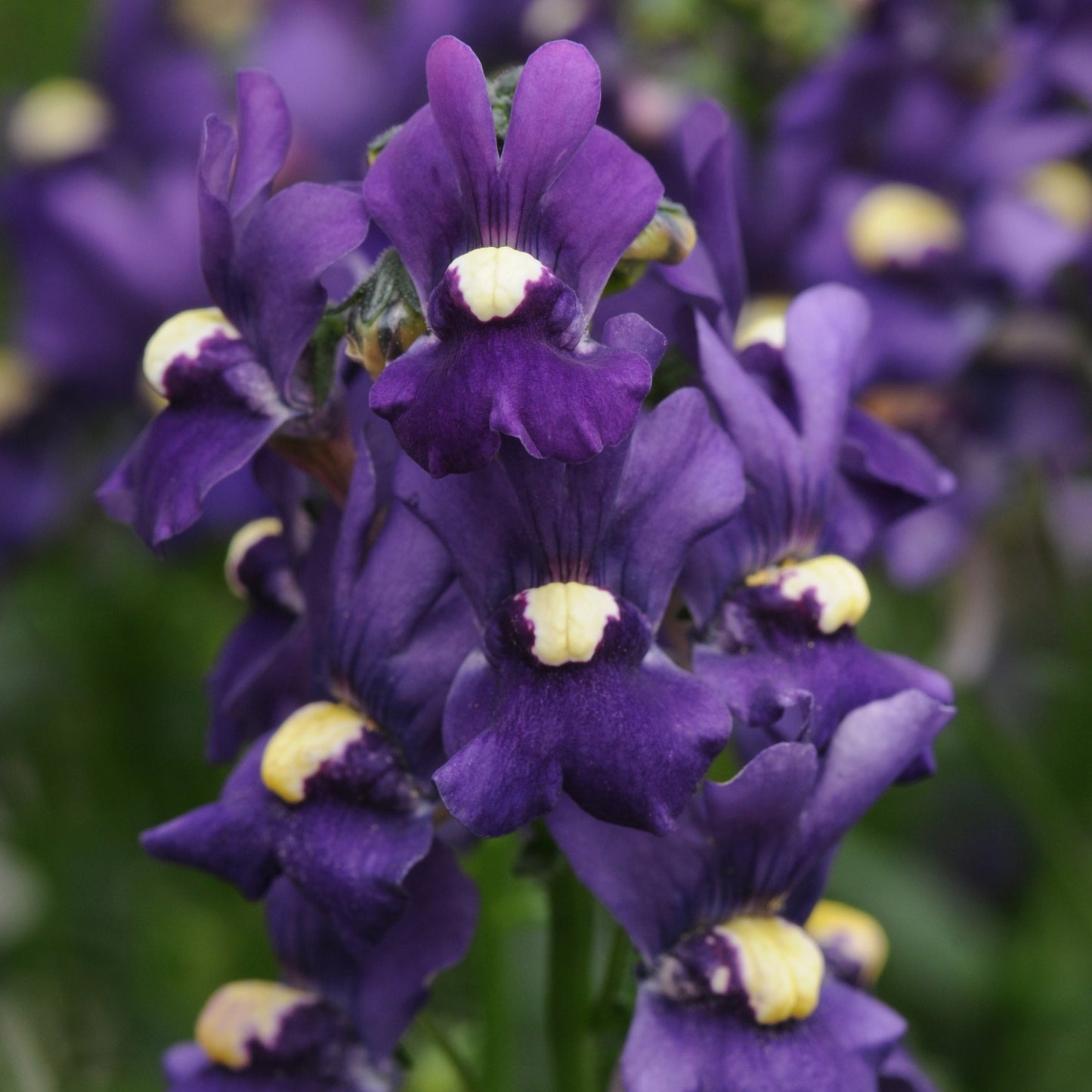 Nemesia 'Aromatica™'