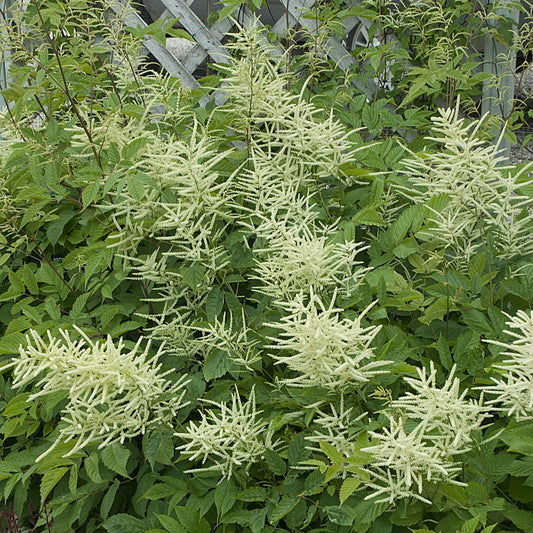 Goat's Beard