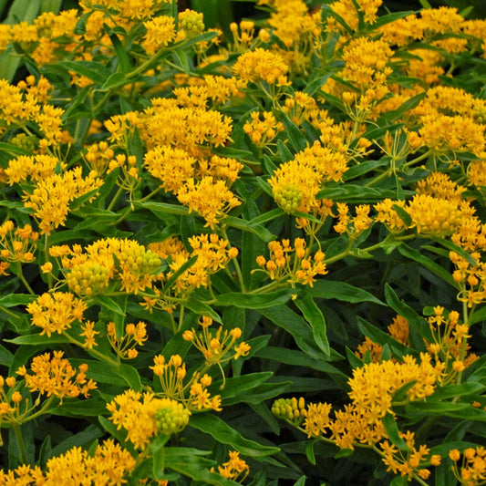 Butterfly Weed