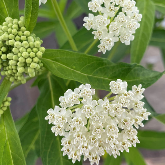 Swamp Milkweed 'Ice Ballet'