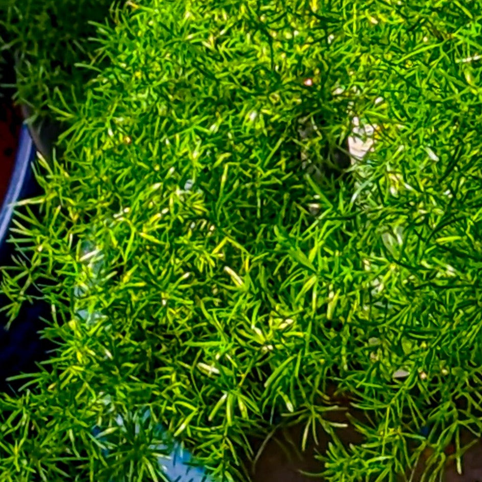Asparagus Fern 'Sprengeri'
