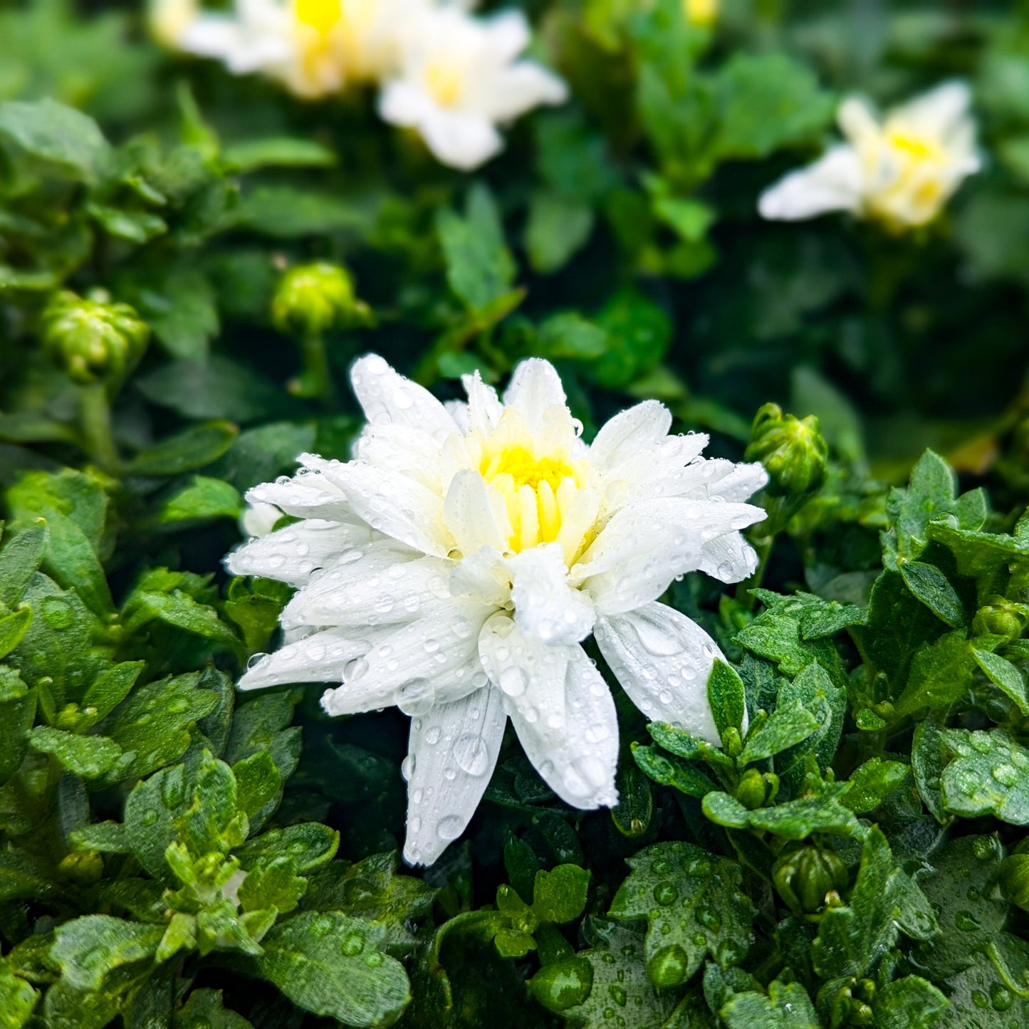 Fall Chrysanthemums 8"