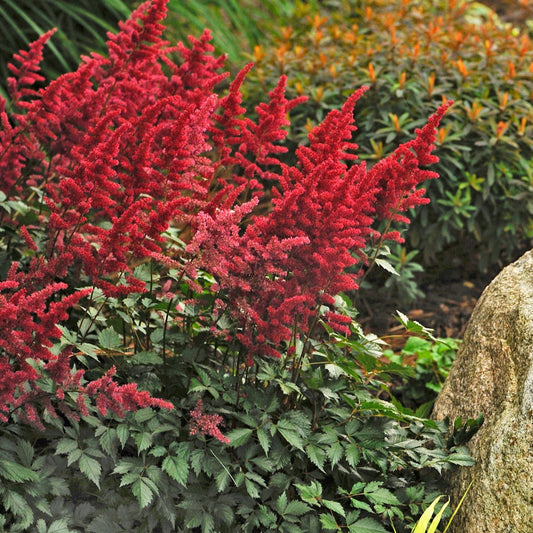 False Goat's Beard 'Fanal'